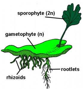 tumblr_inline_n3flximQDl1s8c5qk Gametophytes