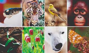 Biodiversity in Plants and Animals Biodiversity in Plants and Animals