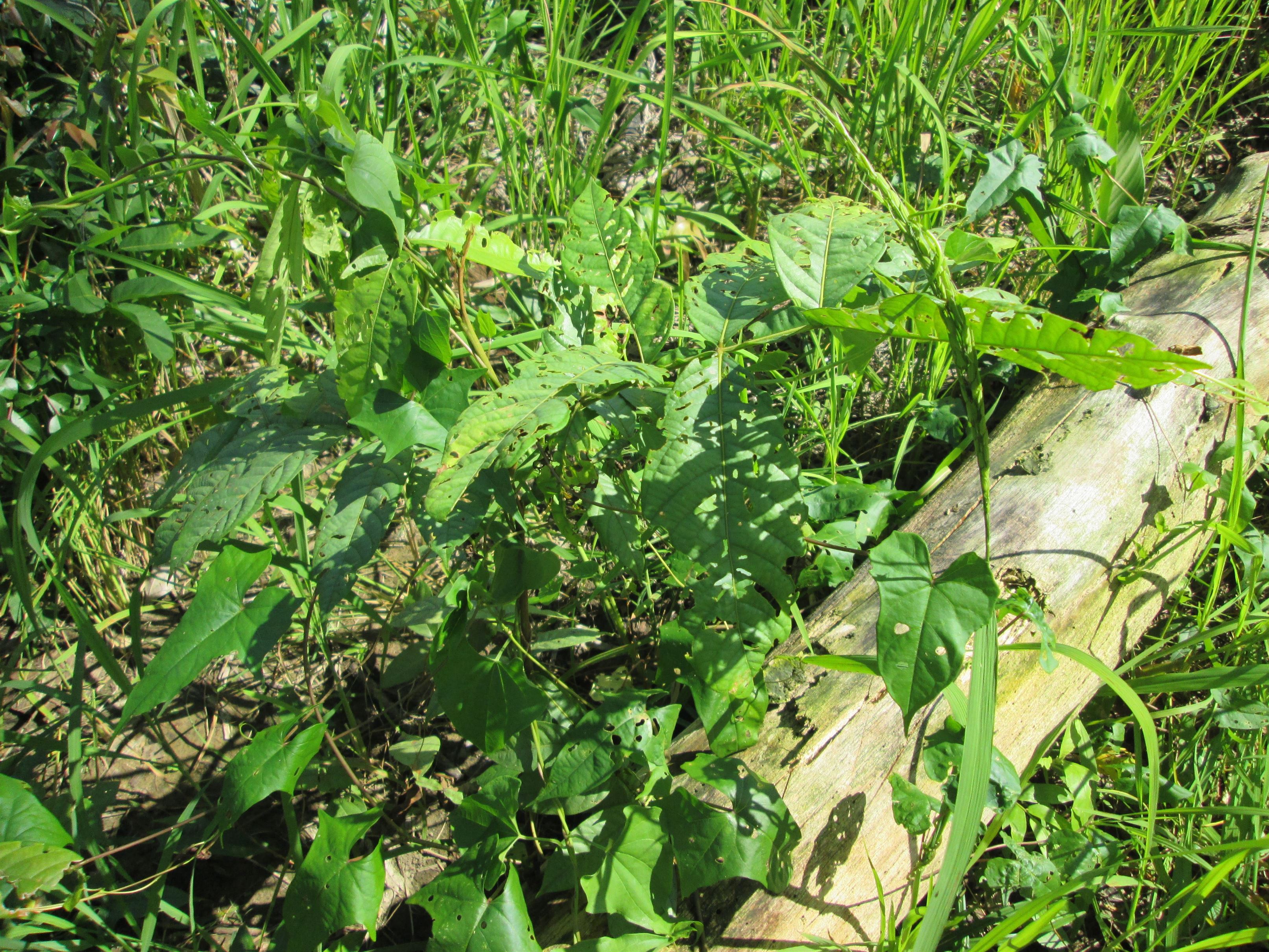 Crop Protection How to protect the crops from the pests and weeds. Byju's