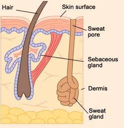 Hyperhidrosis Hyperhidrosis _ Sweat Gland