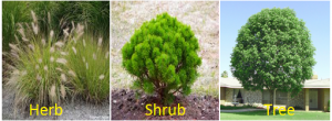 Types of Plants Types of Plants