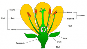 Flower Parts Flower Parts