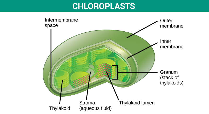 Plant Cell | Structure & Function of Plant Cell | Types of ...