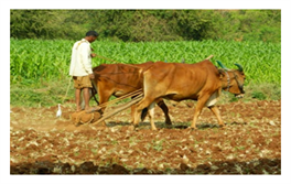 Soil Fertility Soil Fertility