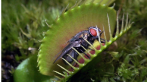 Insectivorous Plant Insectivorous Plant