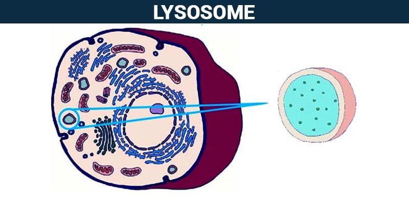 Lysosomes - Structure and Function of Lysosomes in a Cell