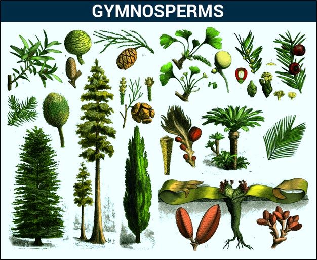 Gymnosperms Gymnosperms