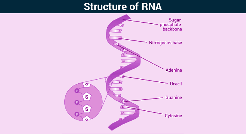 Rna Structure Of Rna Types Of Rna Functions Of Rna Byju S