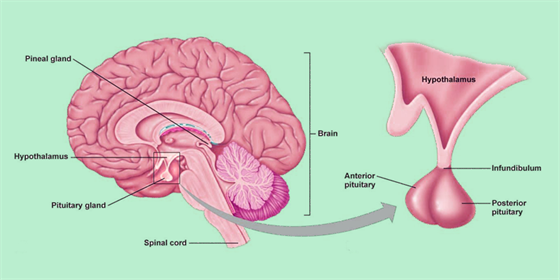 Pituitary Adenoma Pituitary Adenoma