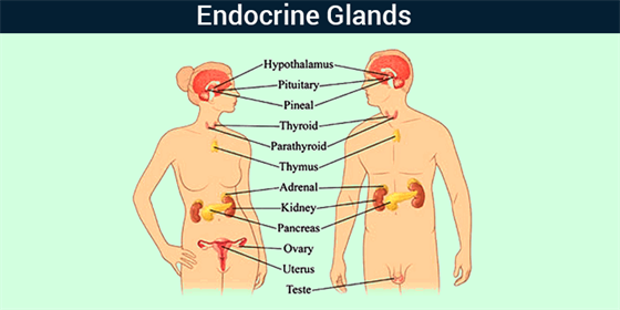 Endocrine Glands Endocrine Glands