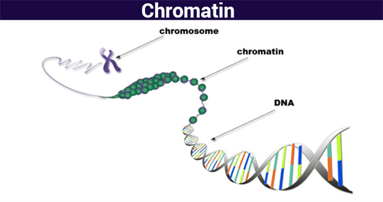 chromatin structure function \u0026 analyzing chromatin chromosomes@byju\u0027s the structure of a chromatin or the so called nucleosomes resembles the arrangement of string on beads when observed under the light microscope in its