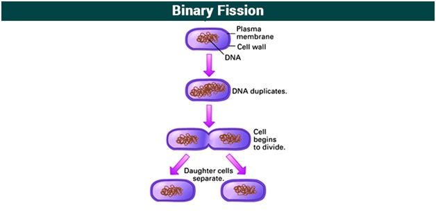 Binary Fission Is A Type Of Asexual Reproduction In Prokaryotic Organisms