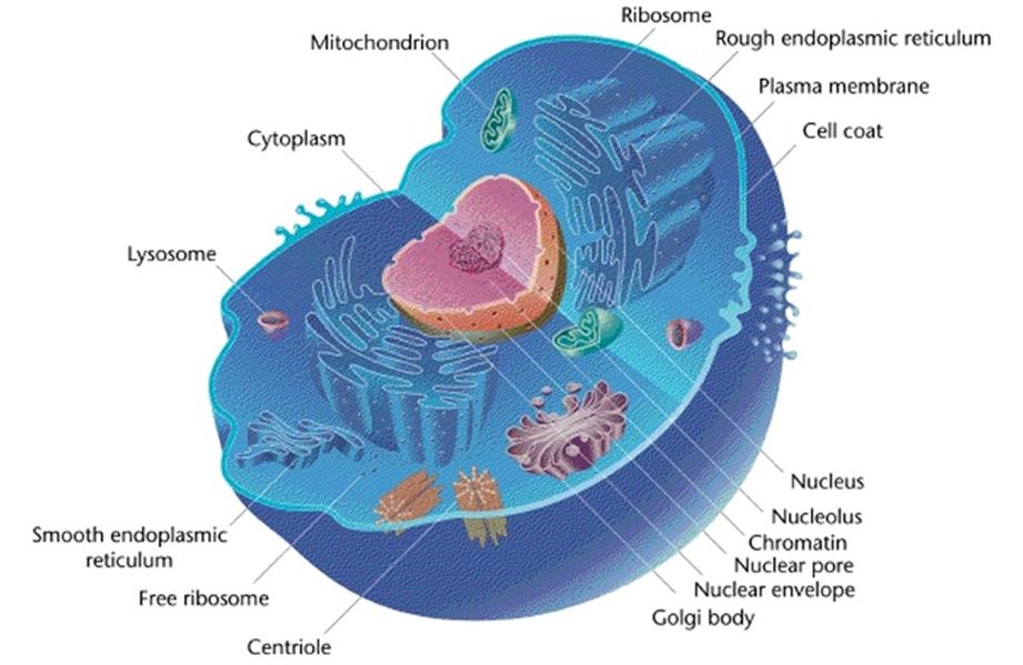 Cell structure of various organisms 27 Cell structure of various organisms 25