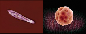 Number of Cells Number of Cells