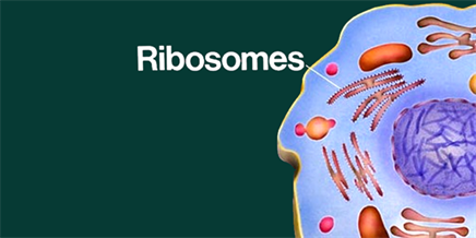 Ribosome - Structure, Function and Location of Ribosome in a Cell