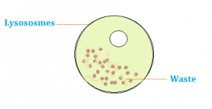 Lysosomes - The Structure and Function of Cell's Lysosomes