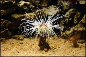 Coelenterata Coelenterata
