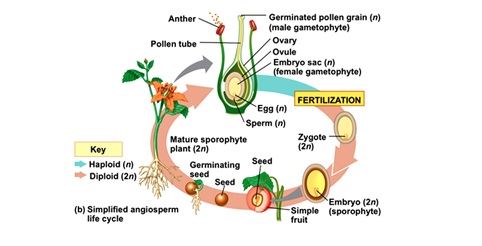 Describe sexual reproduction in plants photo 520