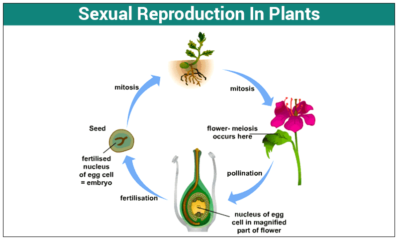 Sexual Reproduction In Plants Pollination Fertilization