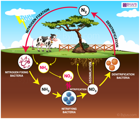 nitrogen cycle introduction stages and its process