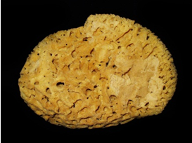 Spongia officinalis, the bath sponge Spongia officinalis, the bath sponge