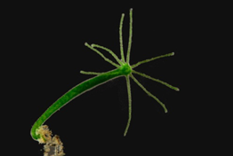 Hydra Hydra