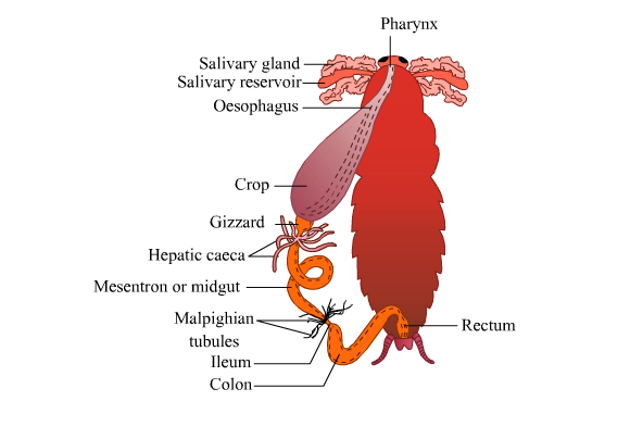 important biology diagrams from all chapters for cbse class 11 alimentary canal of cockroach