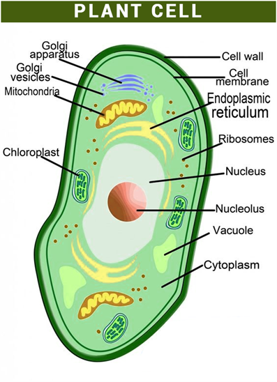 Biology Plant Cell Diagram