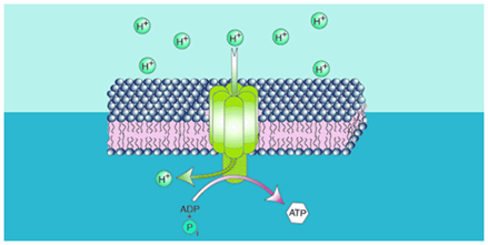 Phases of Respiration - Oxidative Phosphorylation Phases of Respiration - Oxidative Phosphorylation