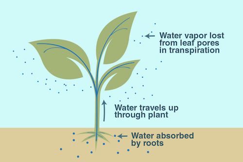 transpiration experiment in plants