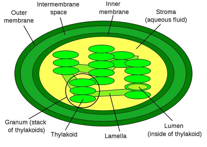 chloroplasts-structure-and-functions-of-chloroplasts-in-plant-cell