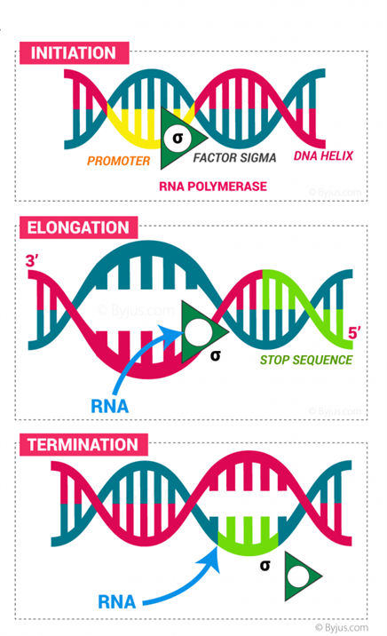 How Do Prokaryotes Turn Genes on and Off?