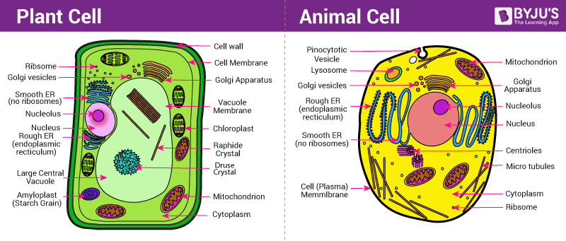 Label The Parts Of The Plant And Animal Cell Answer Key