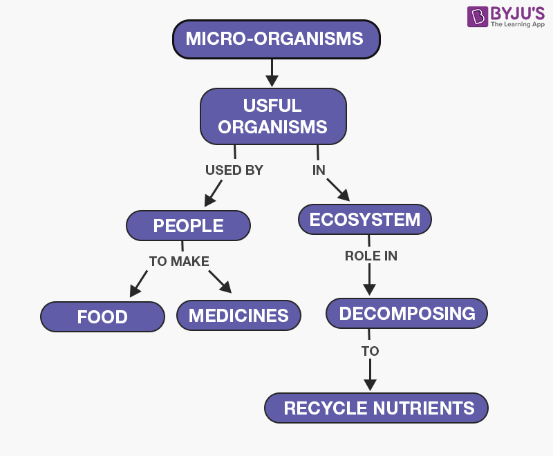 Useful Microorganisms Useful Microorganisms