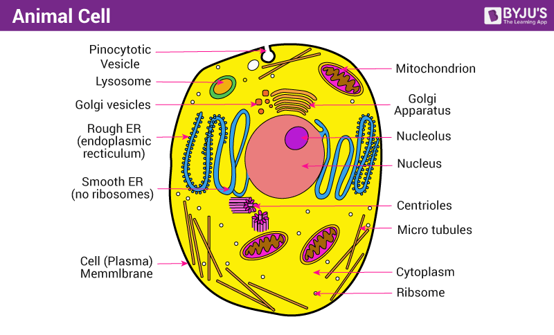 Animal Cell - Structure, Function and Types of Animal Cell