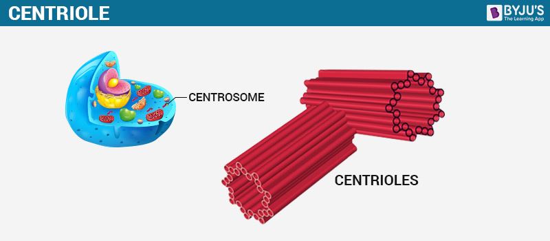 Centrioles-Structure and Functions of Centrioles in Cell ...