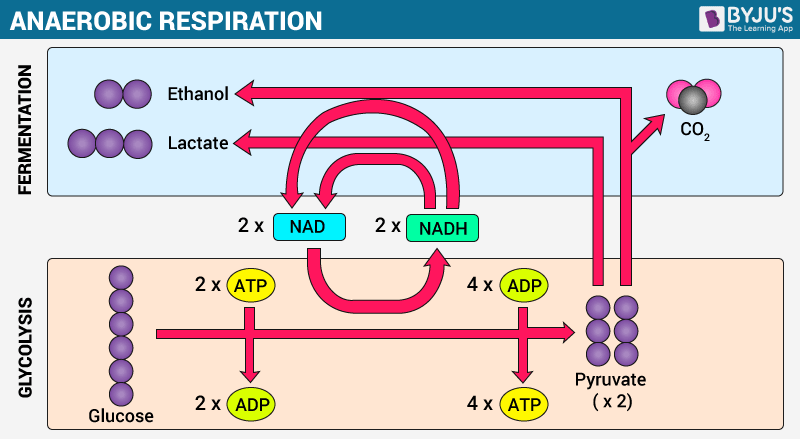 how is aerobic respiration different that anaerobic respiration?