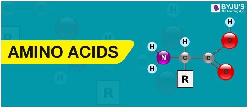 Amino Acids Amino Acids