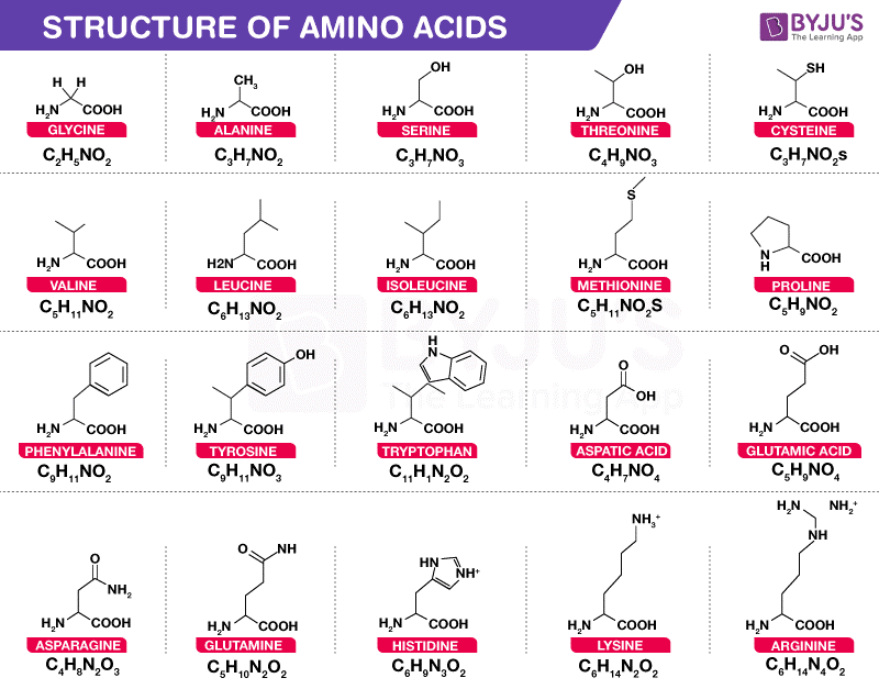 Amino Acids Amino Acids