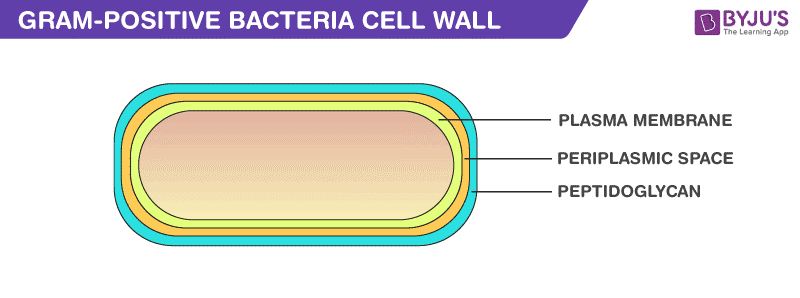 Gram-Positive Bacteria Gram-Positive Bacteria