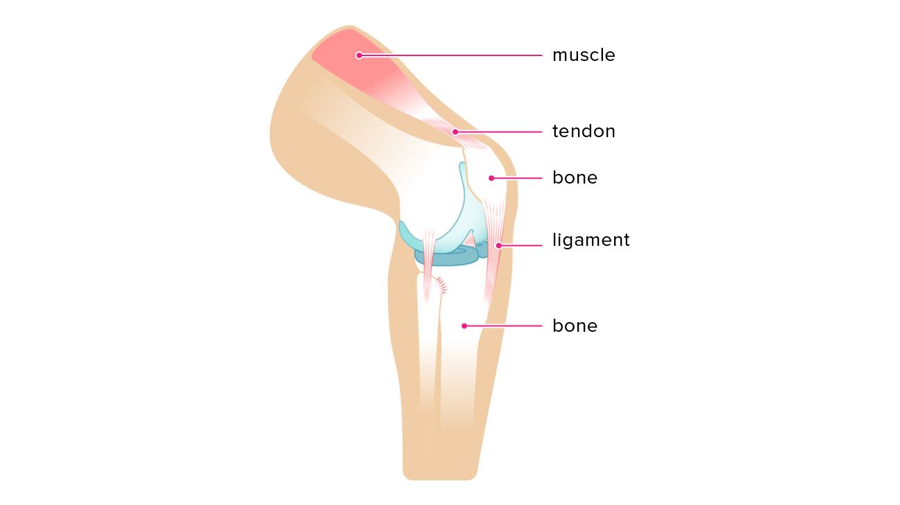 Difference Between Ligaments and Tendons Difference Between Ligaments and Tendons