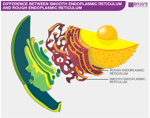 Difference Between Smooth Endoplasmic Reticulum And Rough Endoplasmic Reticulum Difference Between Smooth Endoplasmic Reticulum And Rough Endoplasmic Reticulum