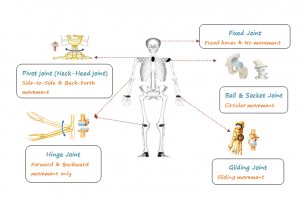 Human Skeletal System