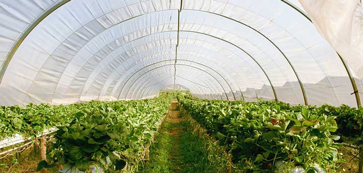 Greenhouse Effect
