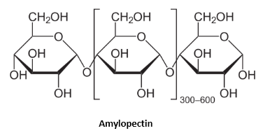 Importance of Polysaccharides