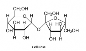 polysaccharides glycogen