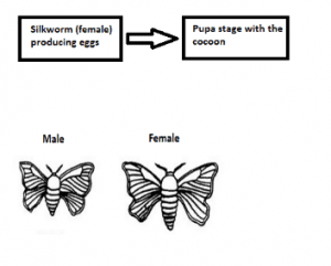 silkworm cocoon