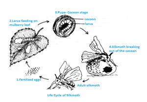 The life history of a silk moth