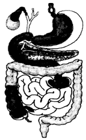 Label the Digestive System