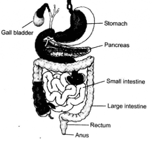 Digestive System